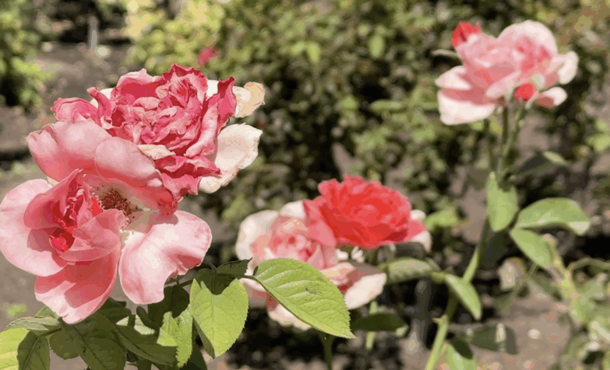 Sunday Funday: Fresh air and vibrant roses